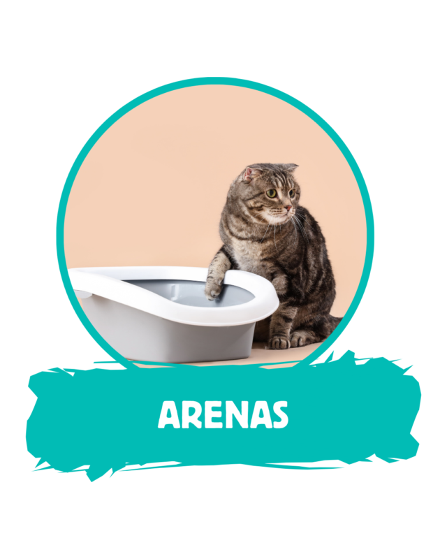 Arena Gato