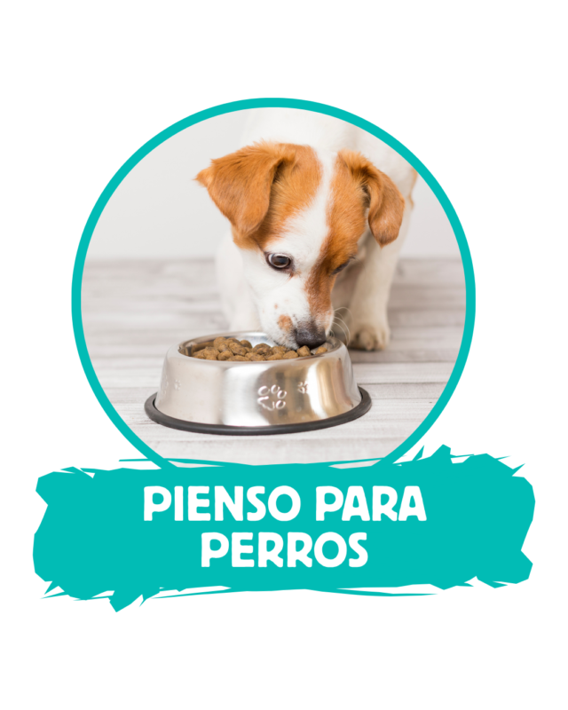 Pienso para perros