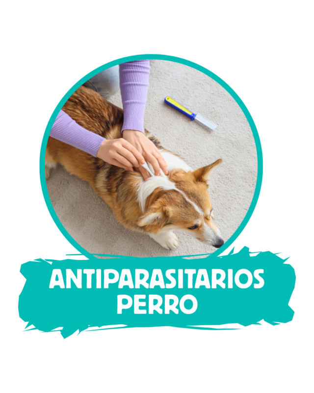 Antiparasitarios perro