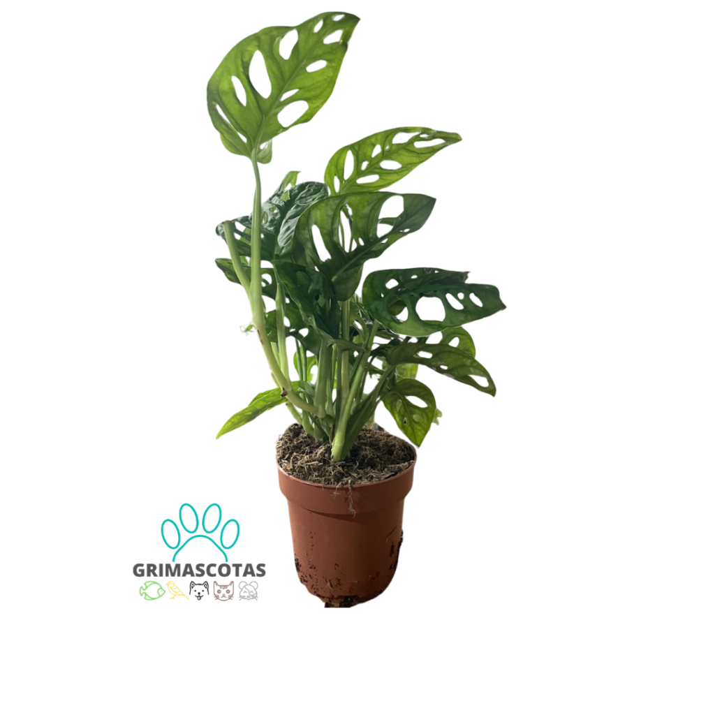 Monstera Frozen Freckles - Planta de Interior