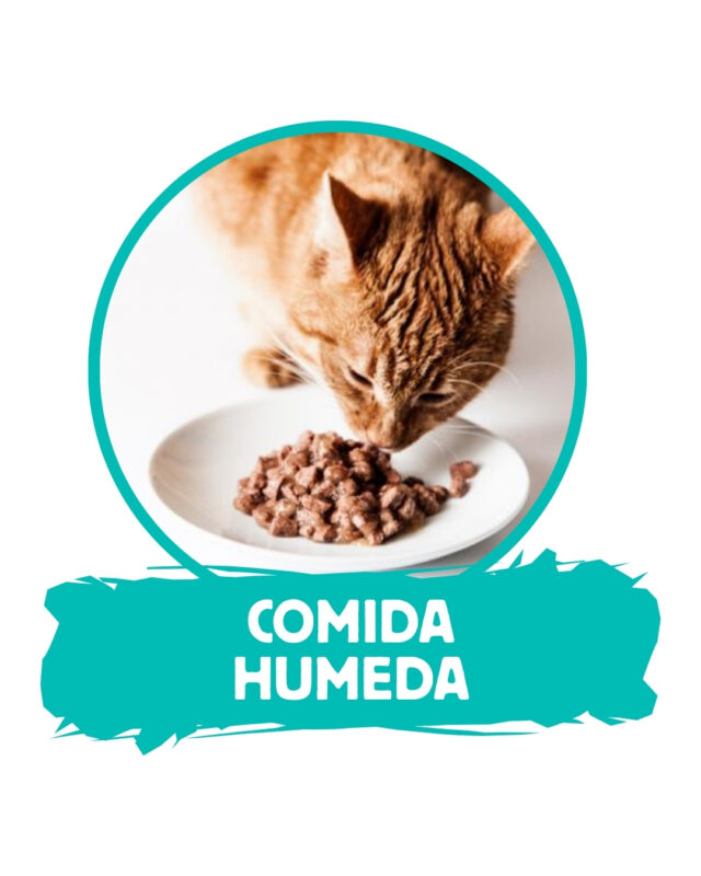 Comida Húmeda Gatos